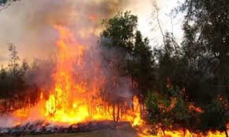 incendioforestal2