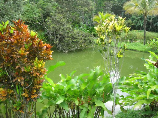 paisaje santafe de guaduales